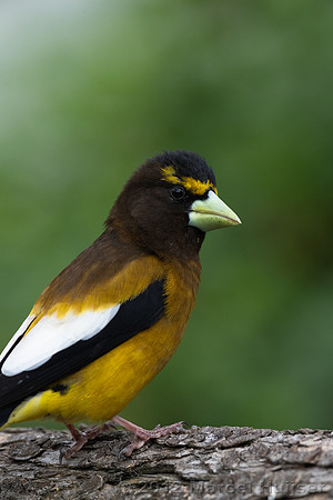 Evening grosbeak (Coccothraustes vespertinus) male, Montana, USA
