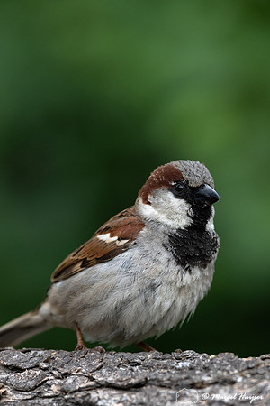 House sparrow (Passer domesticus) male, Montana, USA