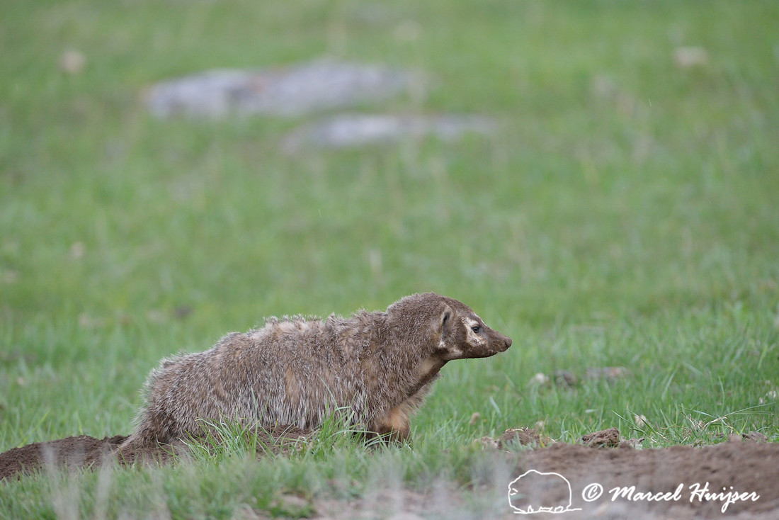 American badger (Taxidea taxus), Montana, USA