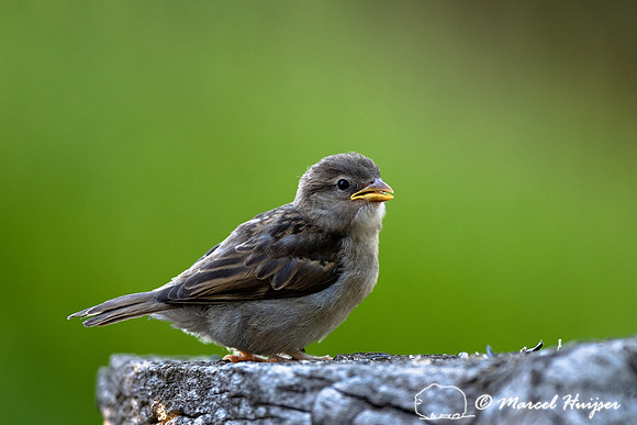 House sparrow (Passer domesticus) juvenile, Montana, USA
