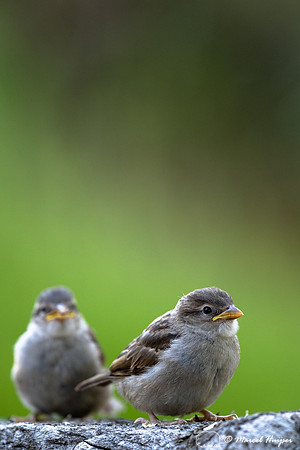 House sparrow (Passer domesticus) juvenile, Montana, USA
