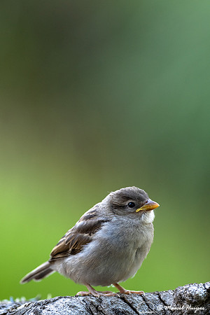 House sparrow (Passer domesticus) juvenile, Montana, USA