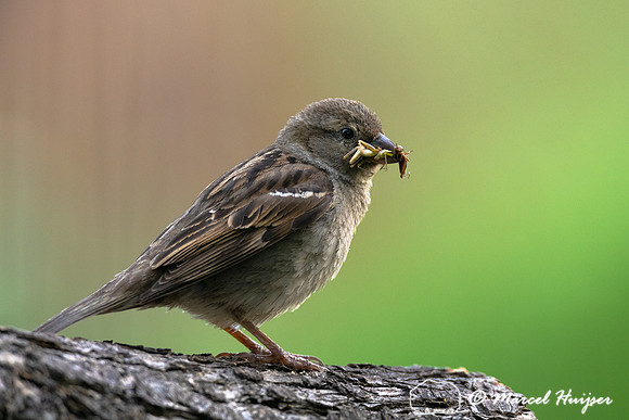 House sparrow (Passer domesticus) female with grasshoppers, Mont