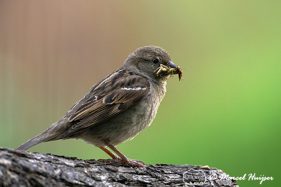 House sparrow (Passer domesticus) female with grasshoppers, Mont