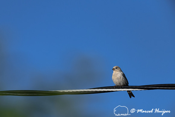 Leucistic house finch (Haemorhous mexicanus), Missoula, Montana,