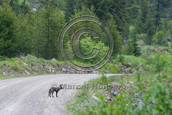 Melanistic (black) color morph of red fox (Vulpes vulpes), Idaho