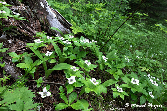 Bunchberry dogwood (Cornus canadensis), Devoto grove, Idaho, USA