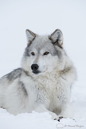 Wolf (Canis lupus)  in the snow, Montana, USA