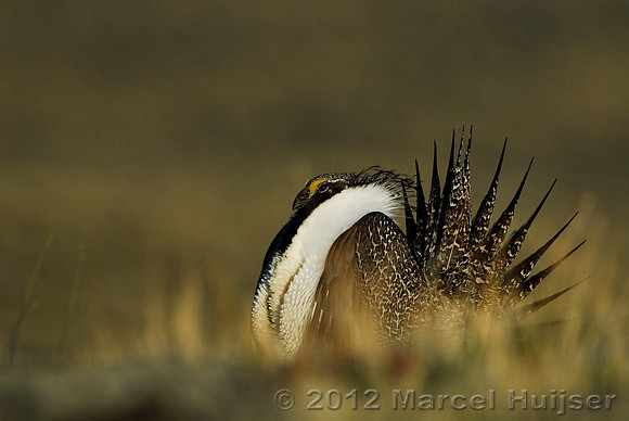 Male sage grouse (Centrocercus urophasianus) in a lek and displaying, near Bannack, Montana, USA
