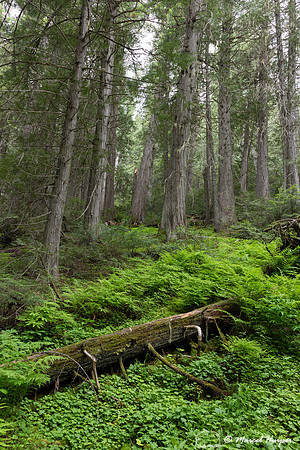 Western red cedar, Devoto Grove, Idaho, USA