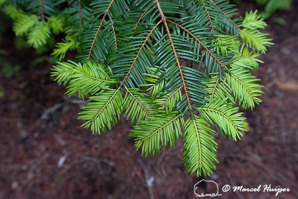 New growth, Lochsa River, Idaho
