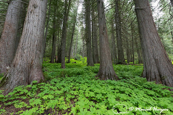 Western red cedar, Devoto Grove, Idaho, USA