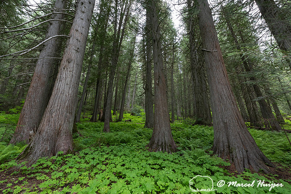 Western red cedar, Devoto Grove, Idaho, USA