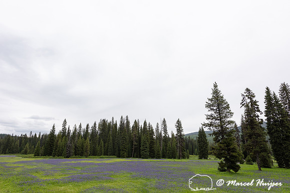 Field with blue camas (Camassia quamash) Packer Meadows, Idaho,