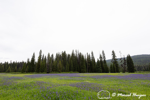 Field with blue camas (Camassia quamash) Packer Meadows, Idaho,