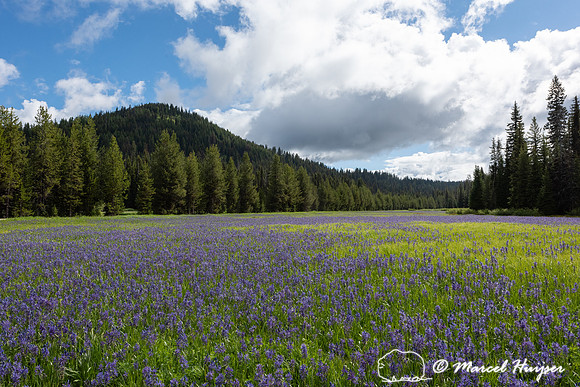 Field with blue camas (Camassia quamash) Packer Meadows, Idaho,