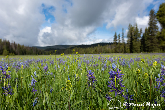 Field with blue camas (Camassia quamash) Packer Meadows, Idaho,