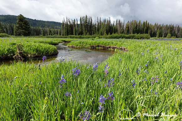 Field with blue camas (Camassia quamash) Packer Meadows, Idaho,
