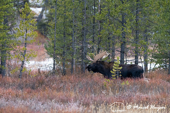 Bull moose (Alces americanus), Yellowstone National Park, Wyomin