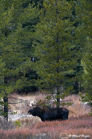 Bull moose (Alces americanus), Yellowstone National Park, Wyomin