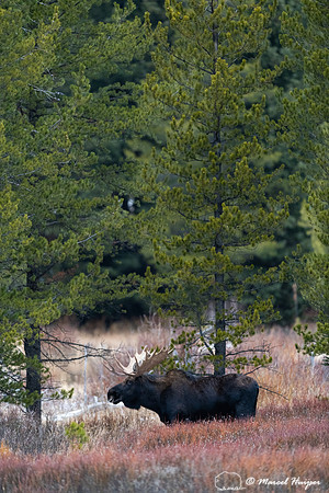 Bull moose (Alces americanus), Yellowstone National Park, Wyomin
