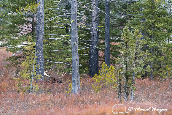 Bull moose (Alces americanus), Yellowstone National Park, Wyomin