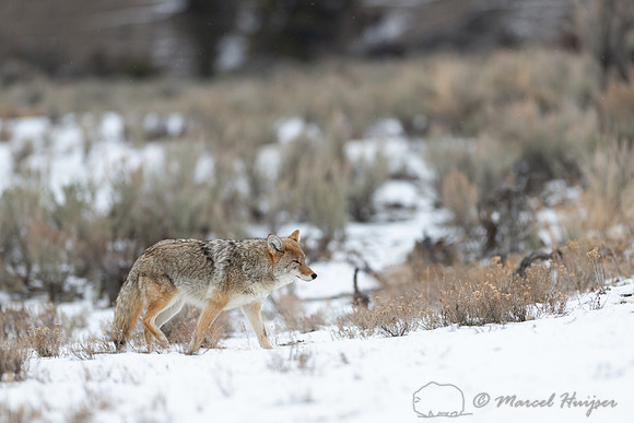 Coyote (Canis latrans) in winter, Wyoming