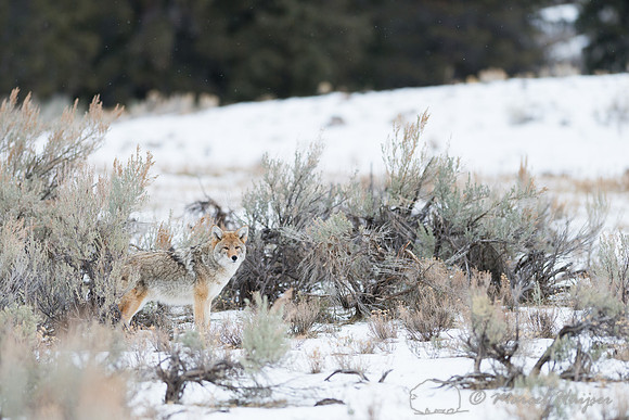 Coyote (Canis latrans) in winter, Wyoming