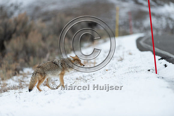 Coyote (Canis latrans) approaches road in winter, Wyoming
