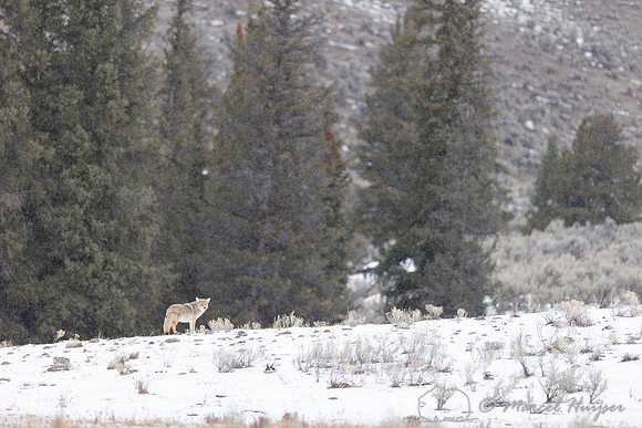 Coyote (Canis latrans) in winter, Wyoming
