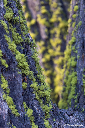 Moss on tree trunk, Wyoming