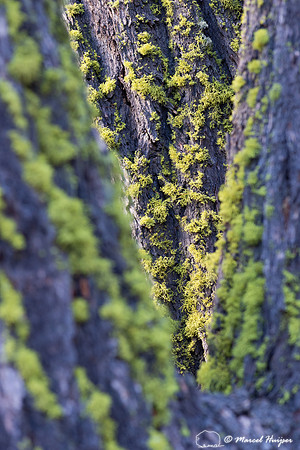 Moss on tree trunk, Wyoming