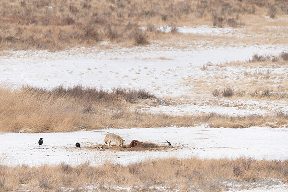 Coyote (Canis latrans) at a bison carcass, Wyoming