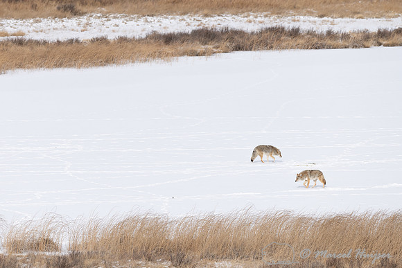 Coyotes (Canis latrans) on a frozen snow covered lake, Wyoming