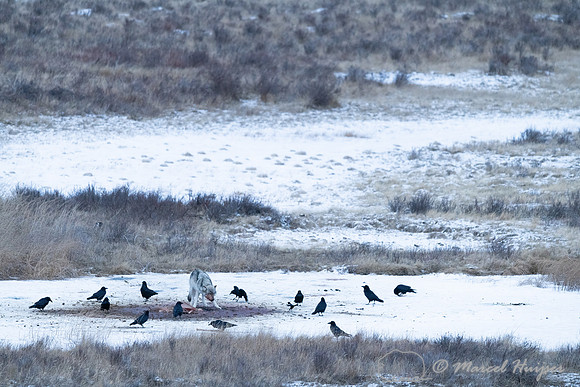 Wolf (Canis lupus) at a bison carcass, Wyoming