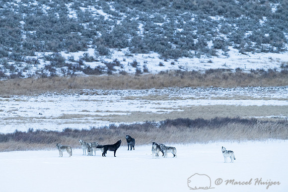 Wolves (Canis lupus) howling on a snow covered frozen lake, Wyom