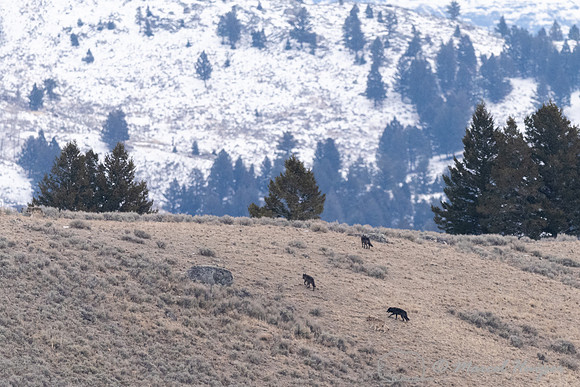 Wolves (Canis lupus) from the Rescue Creek pack, Elk creek area,