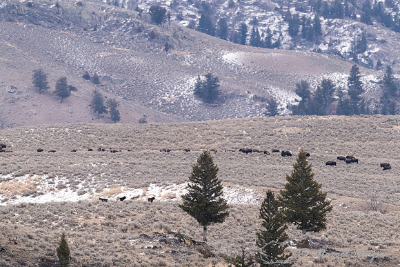 Wolves (Canis lupus) from the Rescue Creek pack, Elk creek area,