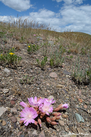 Bitterroot (Lewisia rediviva), Waterworks Hill, Missoula, Montana, USA