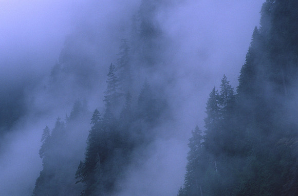 Forest in the mist