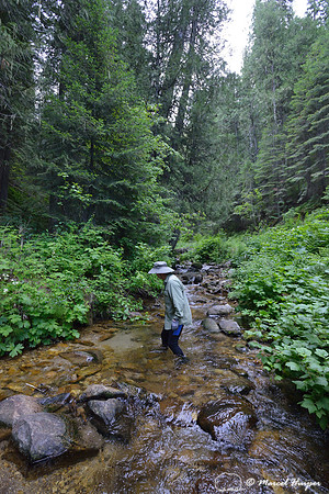 Marcel Huijser looks for salamanders in a creek, Lochsa drainage, Idaho, USA