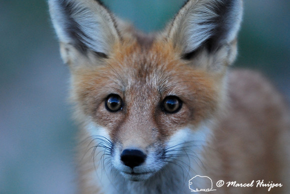 Portrait of red fox (Vulpes vulpes) kit at dusk, Montana, USA