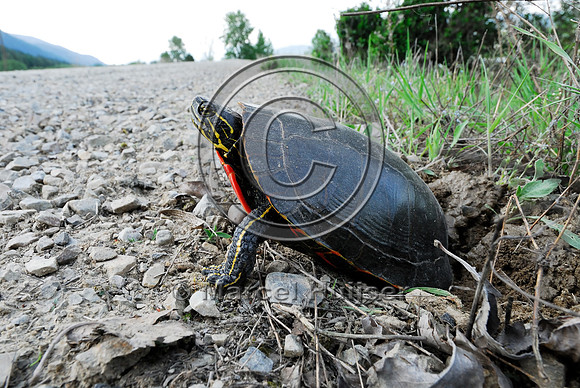 Western painted turtle ( Chrysemys picta bellii) digging a hole and laying eggs along a gravel road, northern Idaho, USA