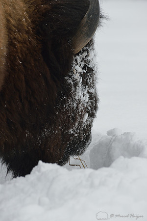 Bison (Bison bison) moving head side to side to move snow to access vegetation under the snow, Wyoming, USA