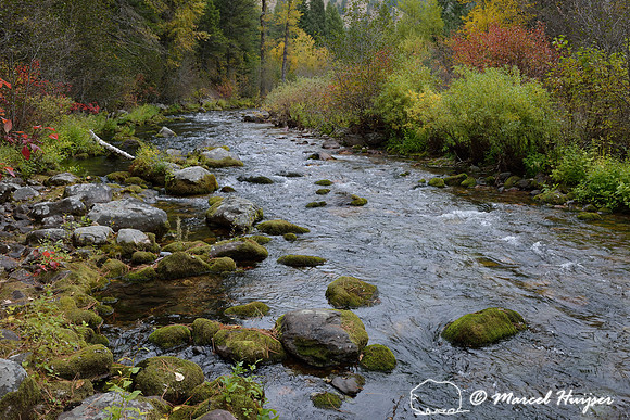 Fall colors along Rattlesnake Creek, Rattlesnake Wilderness, Montana, USA