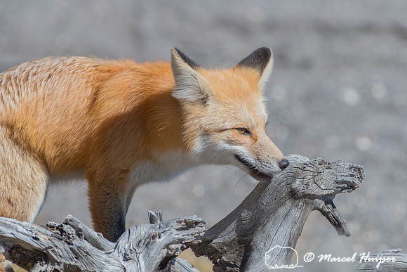 Red fox (Vulpes vulpes), Wyoming, USA