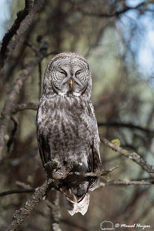Great gray owl (Strix nebulosa) sleeping, Montana