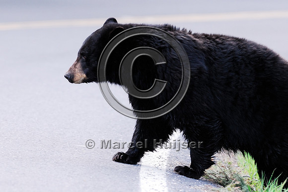 Black bear (Ursus americanus) crossing the road, WY