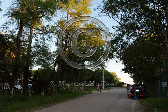 Canopy crossing for brown howler monkeys (Alouatta guariba clamitans), near Porto Alegre, Rio Grande do Sul, Brazil