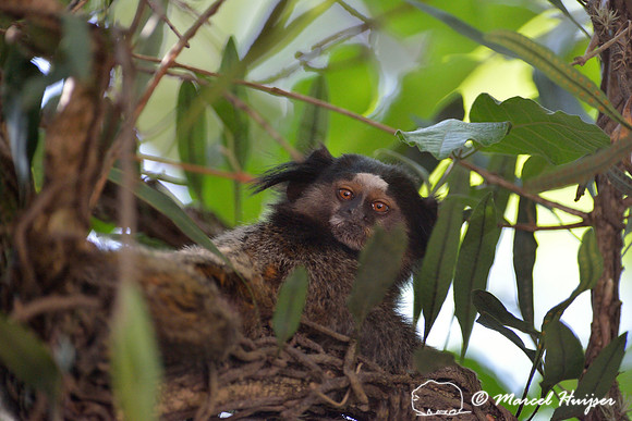 Black-pencilled marmoset (Callithrix penicillata), ESALQ campus, Piracicaba, São Paulo, Brazil